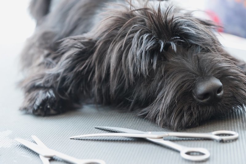 Dog Grooming Scissor Sharpening
