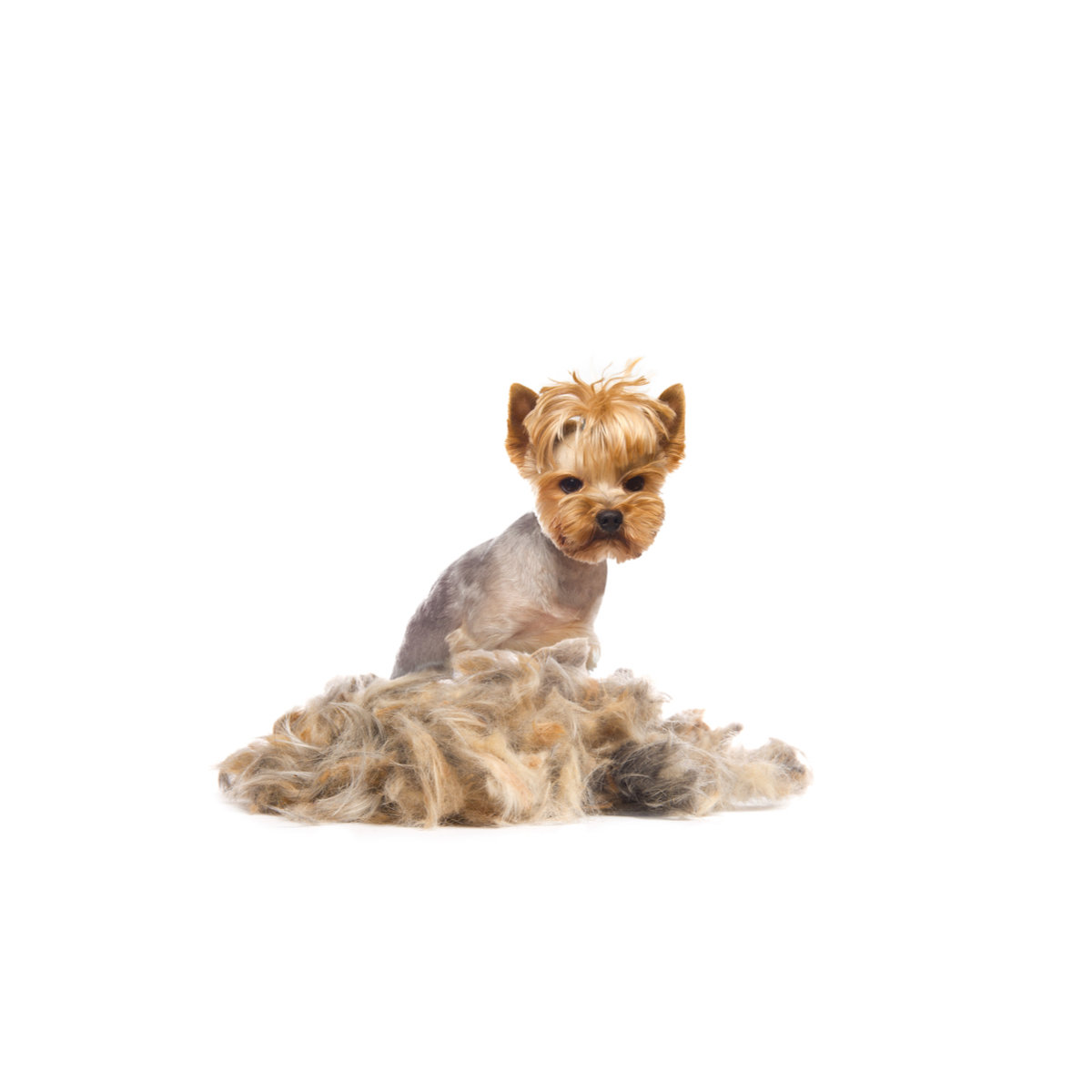 dog blade sharpening