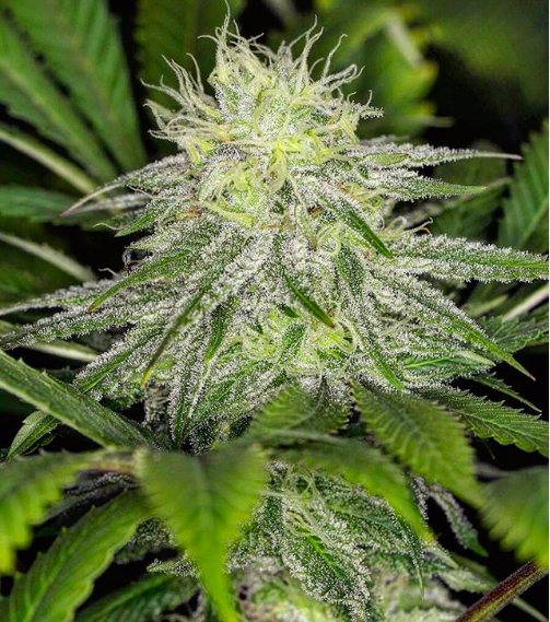 Chem Lem (10 seeds) (LIMITED DROP)
