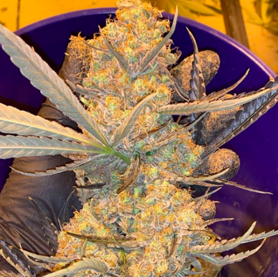 Double Lemon Pie (10 Seeds)