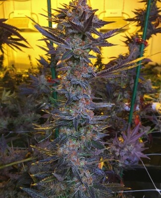 Savage Hulk F2 (Bruce Banner #5 x (Zkittlez x Do-Si-Dos)  (12 Regular Seeds)