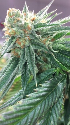 Symbiote (12 seeds)