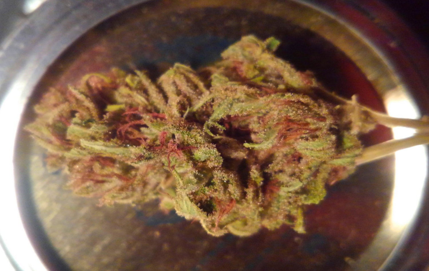 Suburban Mom (Special Ed Seeds)