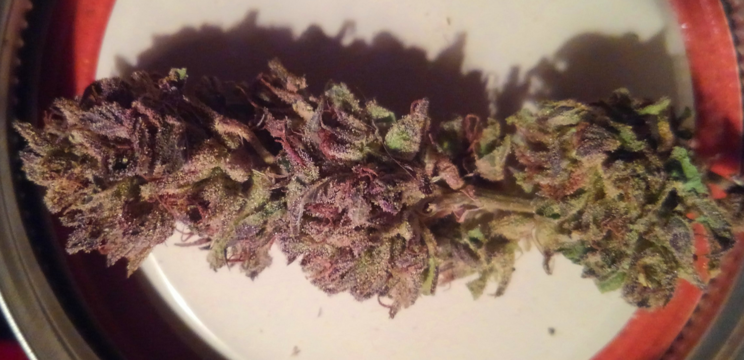 Your Mom’s Threesome (Special Ed Seeds)PREMIUM