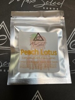 Peach Lotus (New! Peach Line)