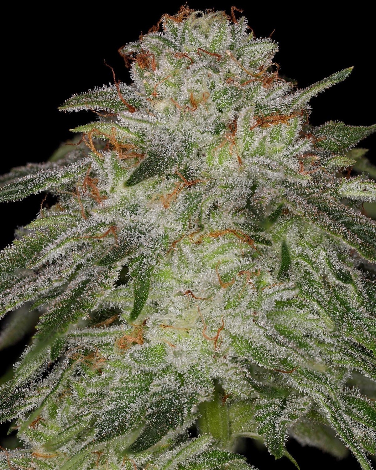 Motor City Blues (Half pack)