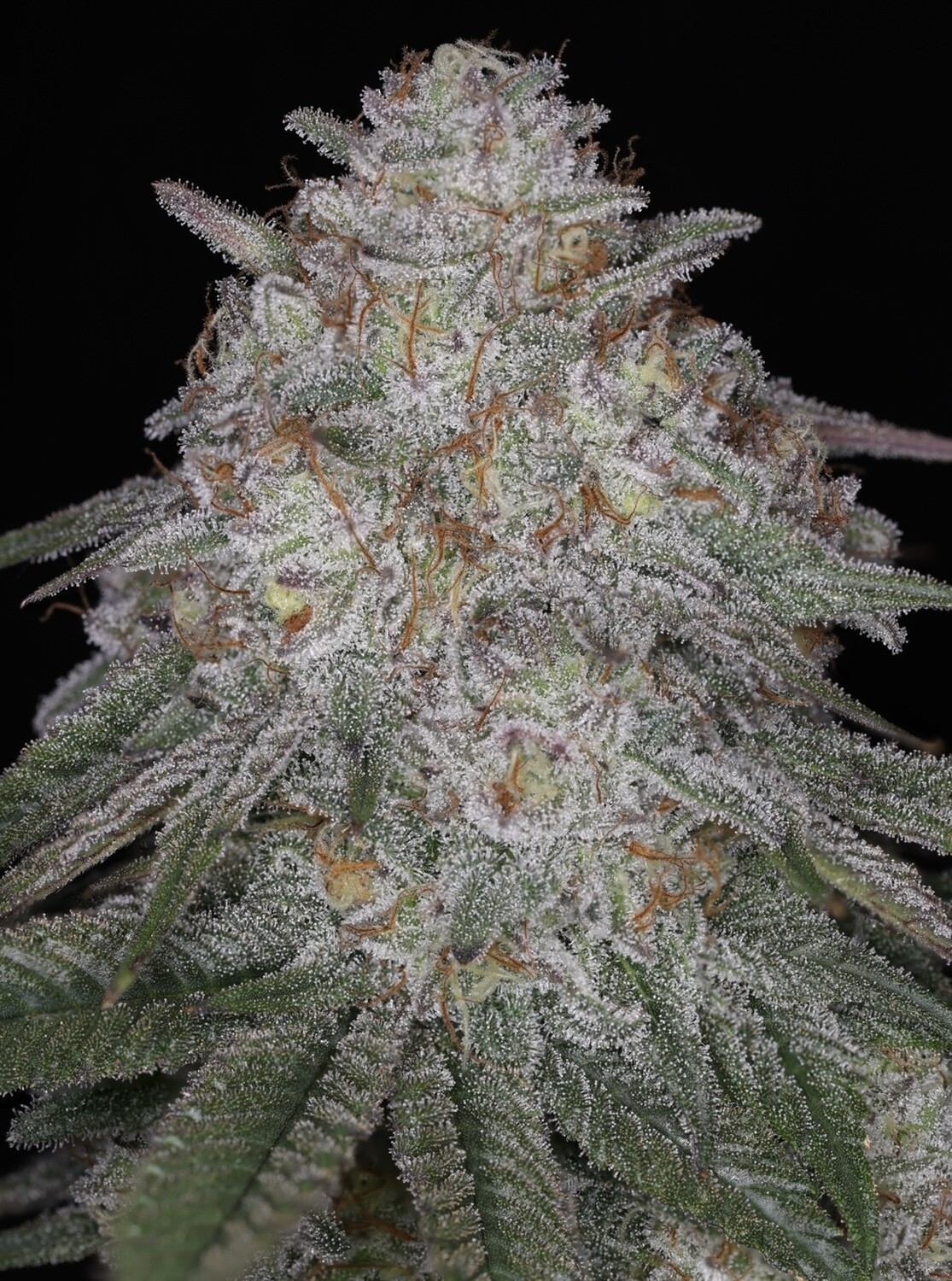Blue Lemoon