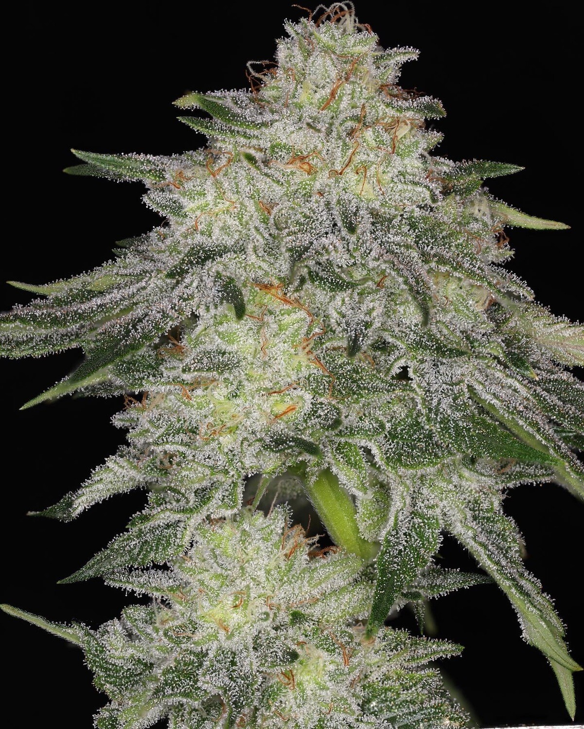 Motor City Blues (Half pack)