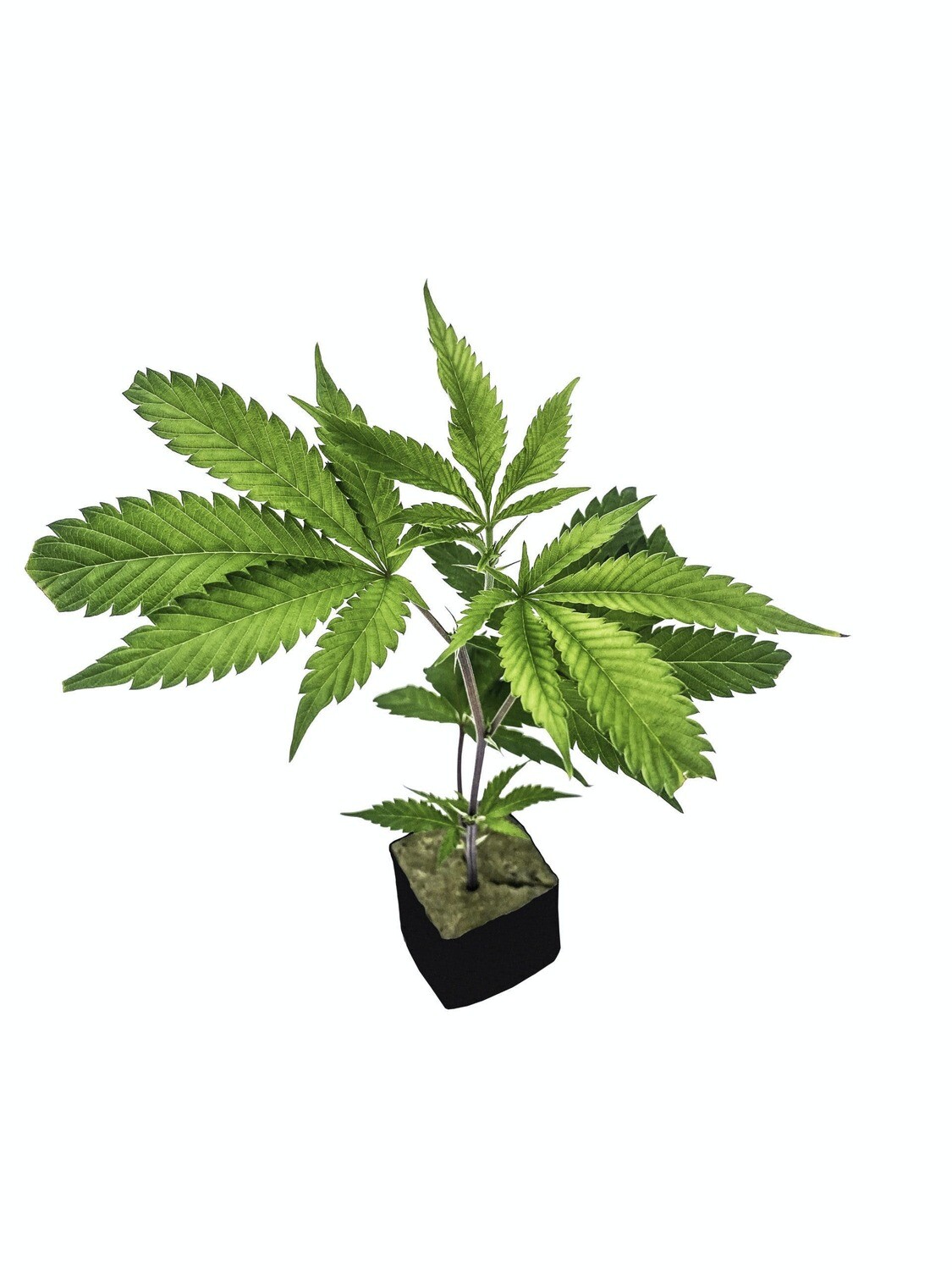 Strawnana (Root to Order)