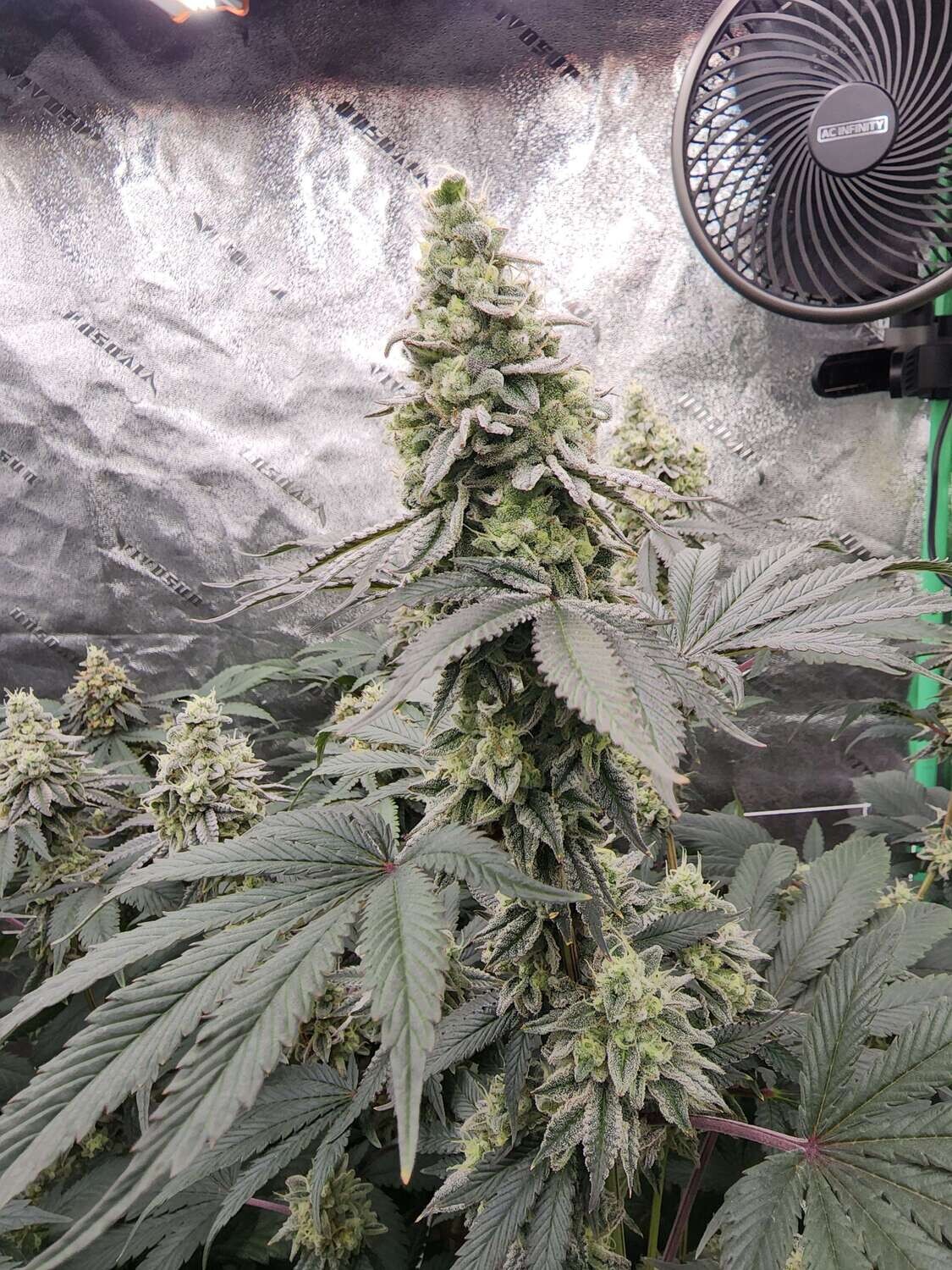 “Borinquem” [(GMO x (ZkittleZ x Gelatti) x King Louis XIII OG) #3 x SpritZer)]
1 FEM Seeds