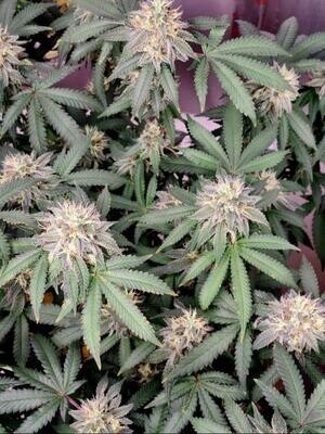 Spritzer x The Pedigree FEMS (6 seeds) Spritzer x The Pedigree FEMS (6 seeds)