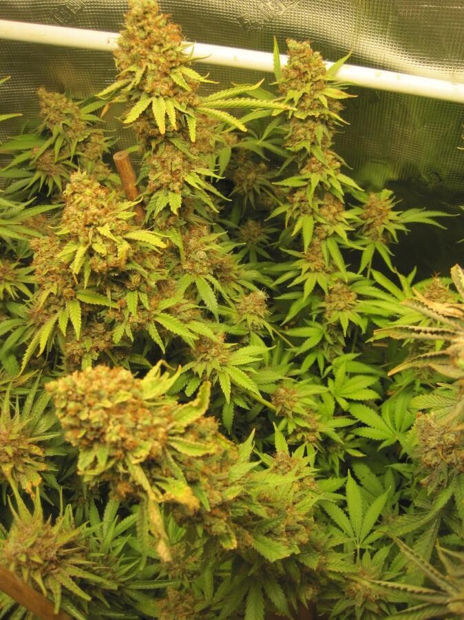 King&#39;s Banner F2 (12 Regular Seeds)
