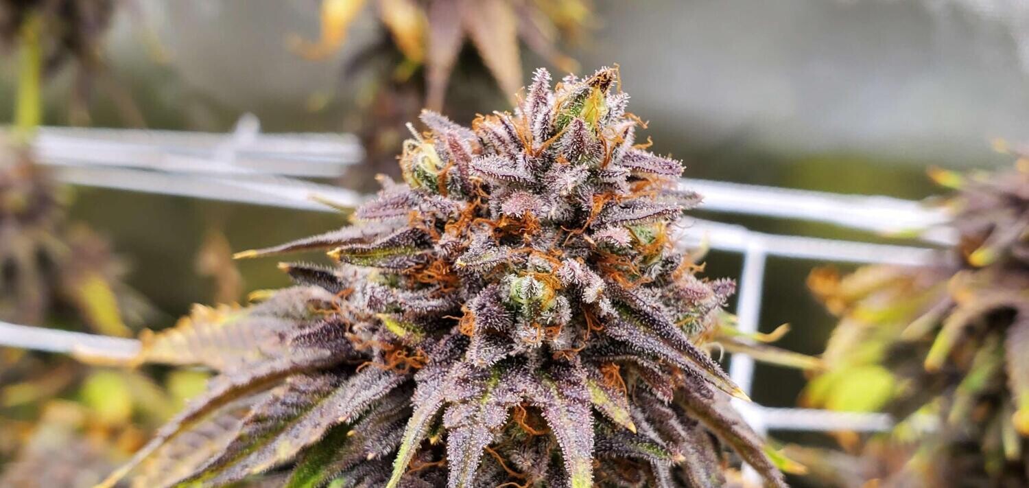 The Pedigree (Bruce Banner #3 (Clone only) x Savage Hulk) (12 Regular Seeds)