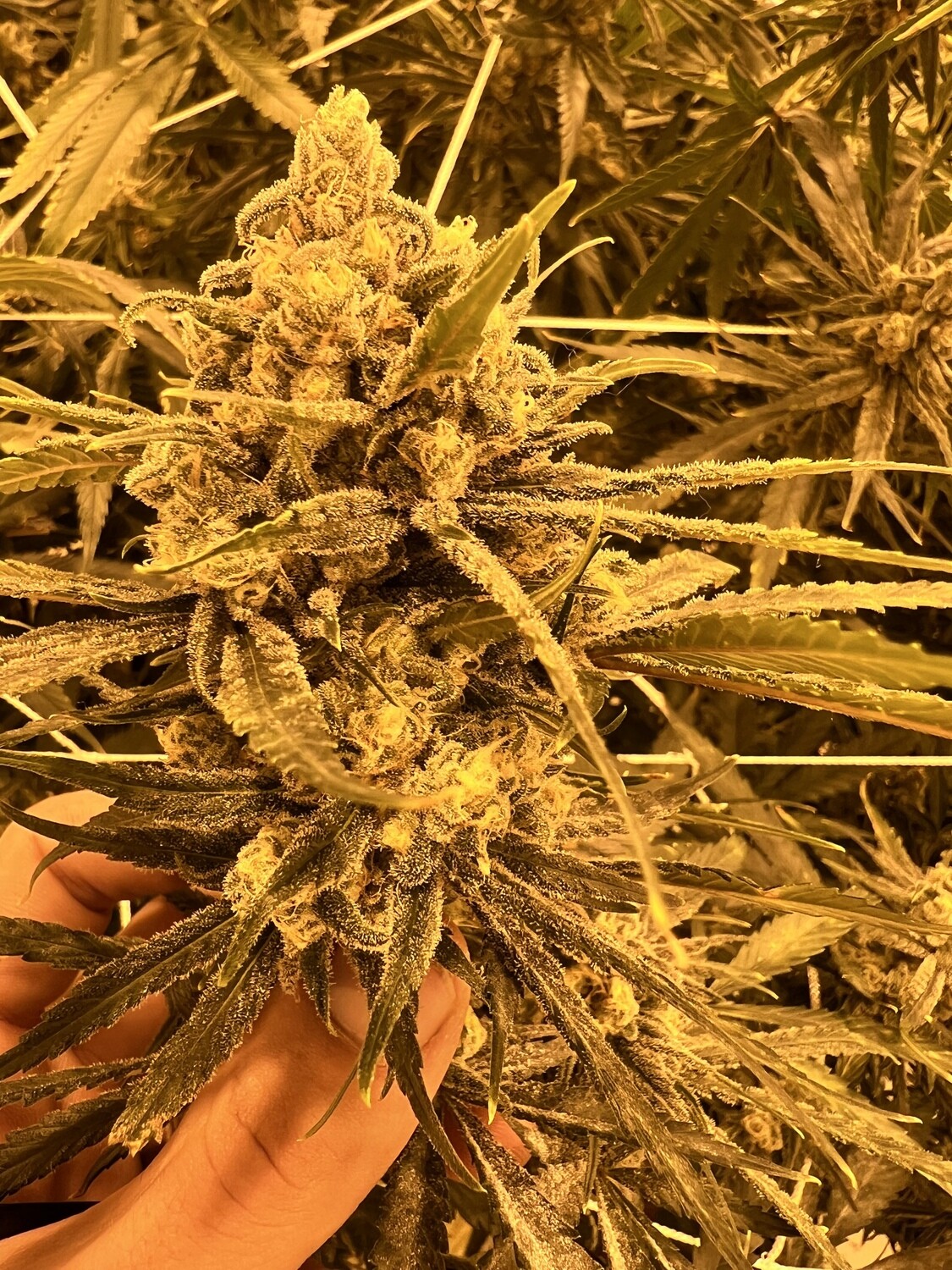 ADIDAB (Half Pack)