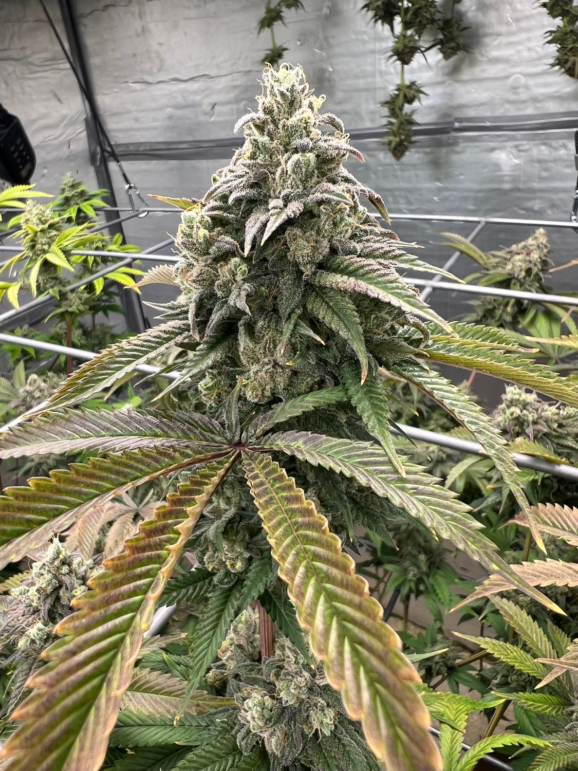 Heady Skunk