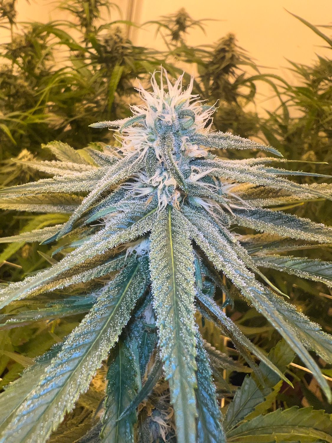 GDB - Granddaddy Blues