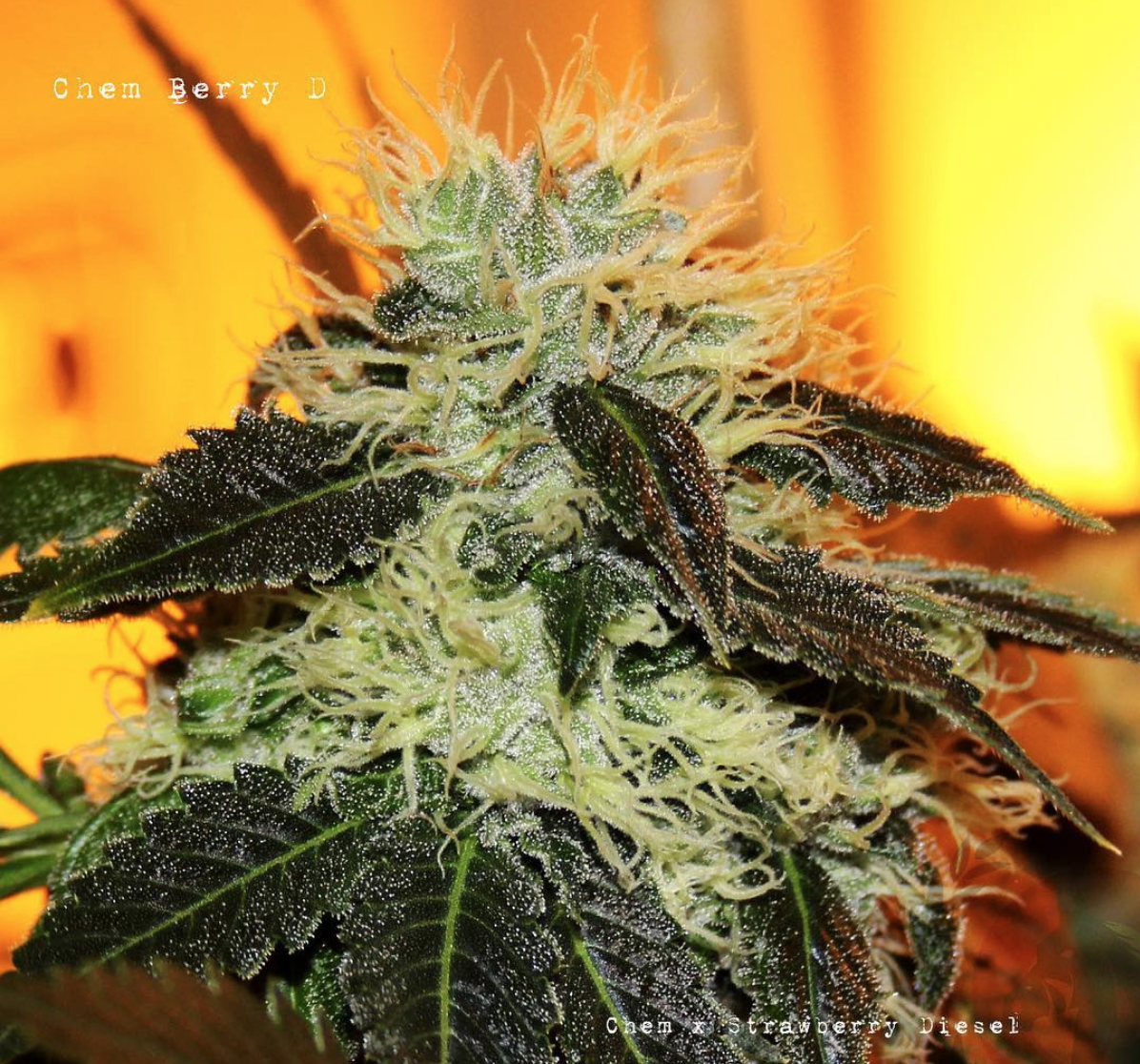 Slammin Pie (6 seeds)