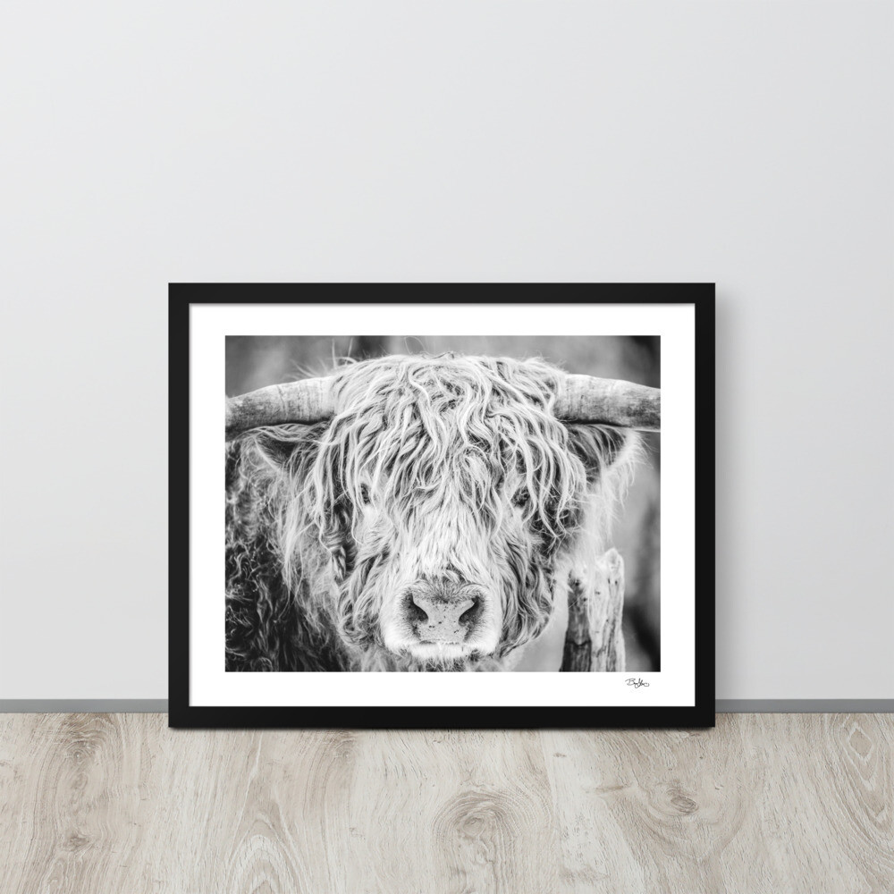 Scottish Highland Framed Print