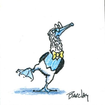 Dance of the Blue Footed Boobies