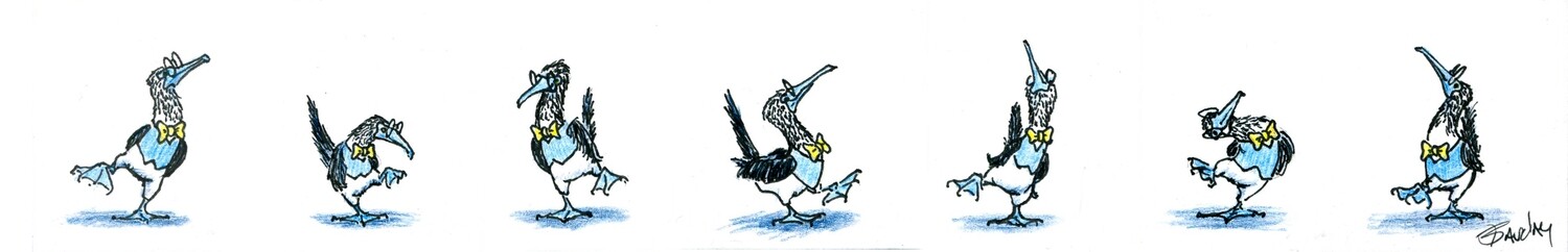Dance of the Blue Footed Booby