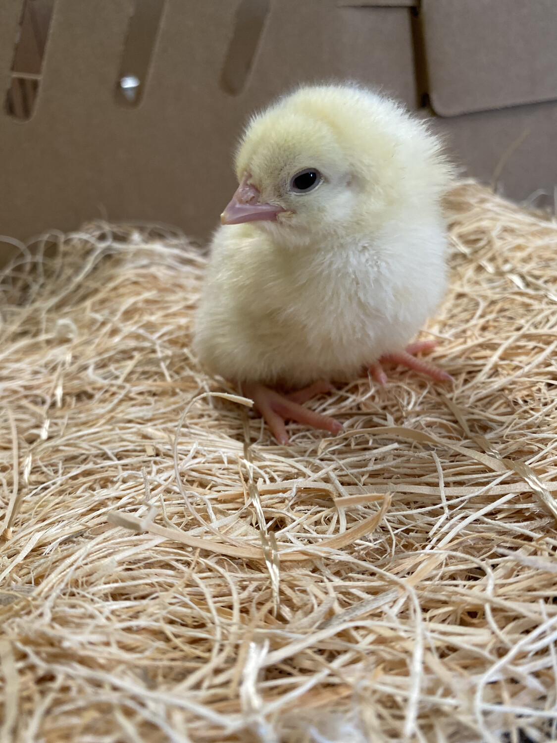 Cornish Cross Broiler Chicks