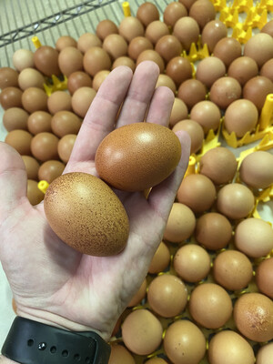 Golden Comet Hatching Eggs (Half Dozen) Golden Comet Hatching Eggs (Half Dozen)
