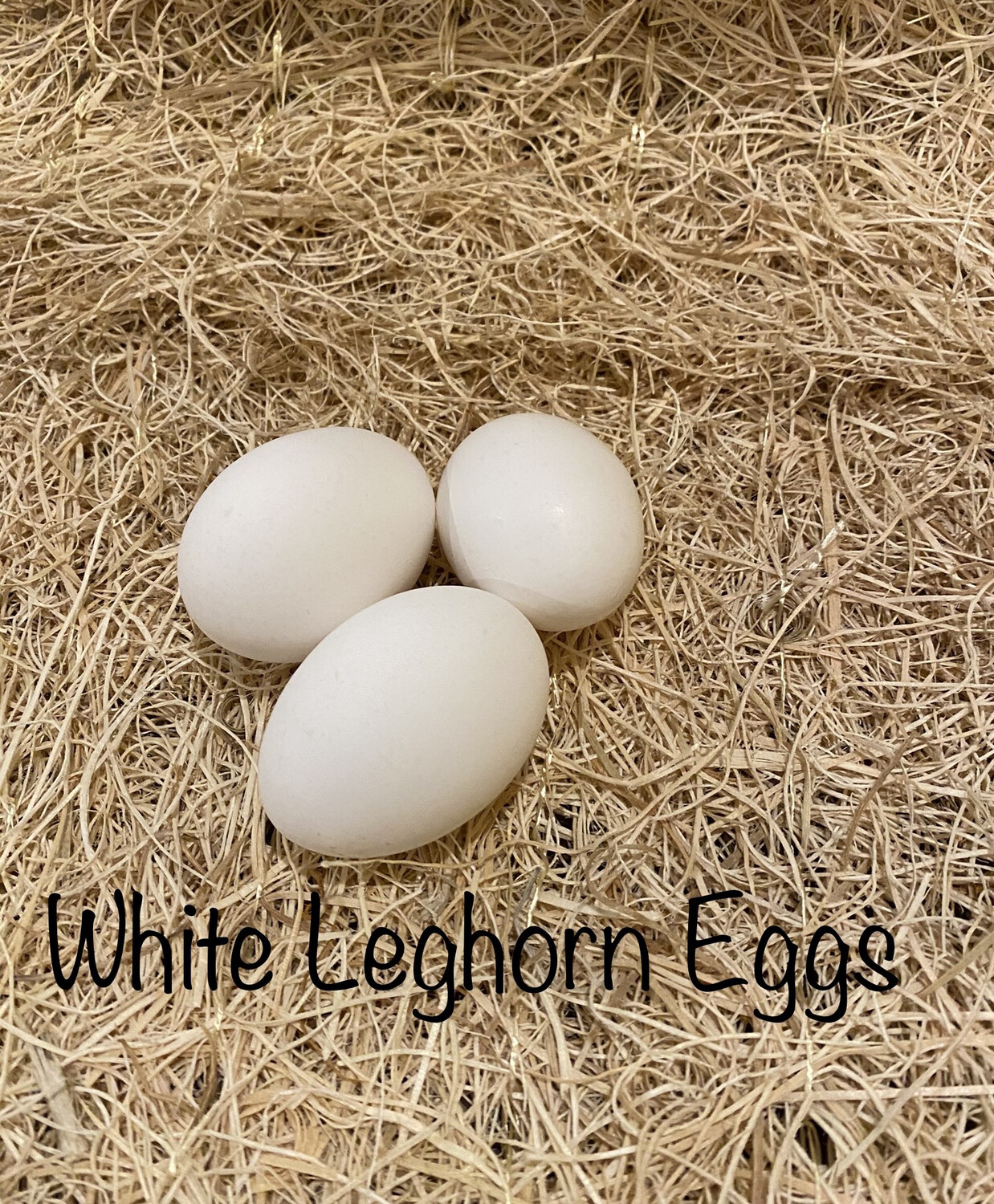 White Leghorn Hatching Eggs (Dozen)