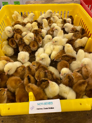 Hatchery Choice Broiler Chicks