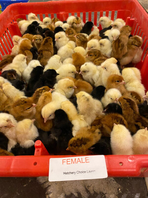 Hatchery Choice Layer Chicks