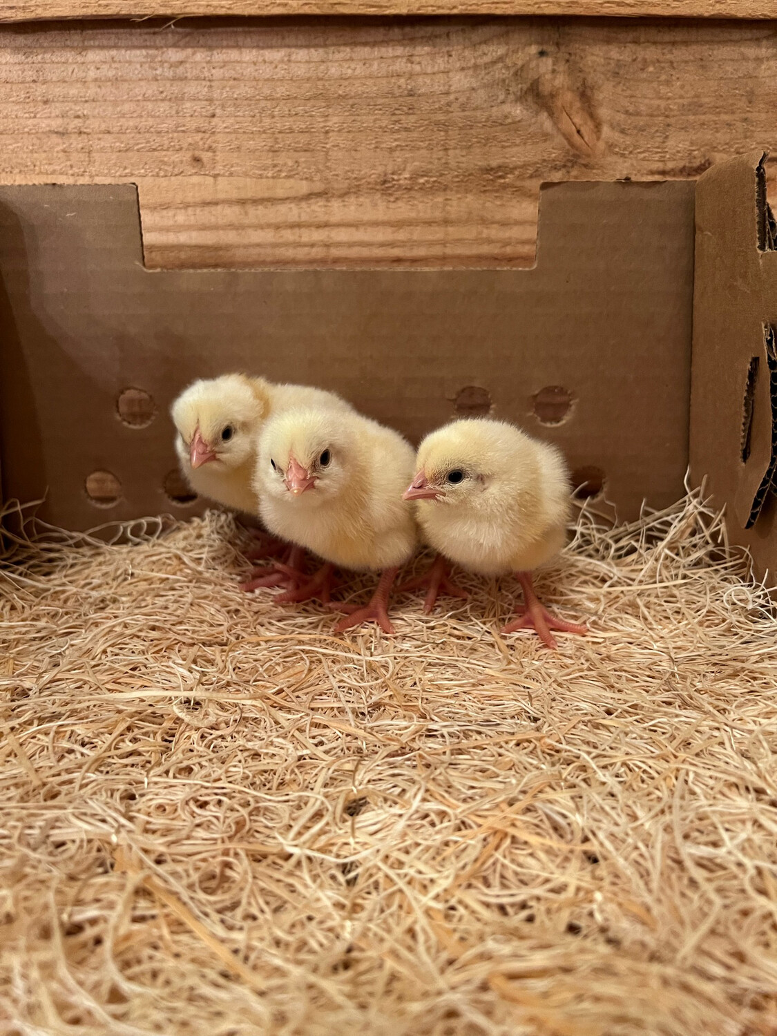 Cornish Cross Broiler Chicks