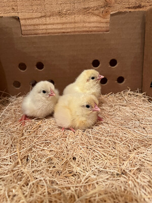 White Leghorn Chicks