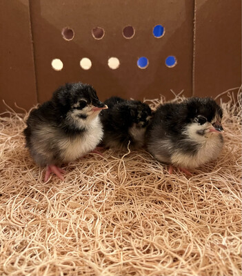 Black Australorp Chicks