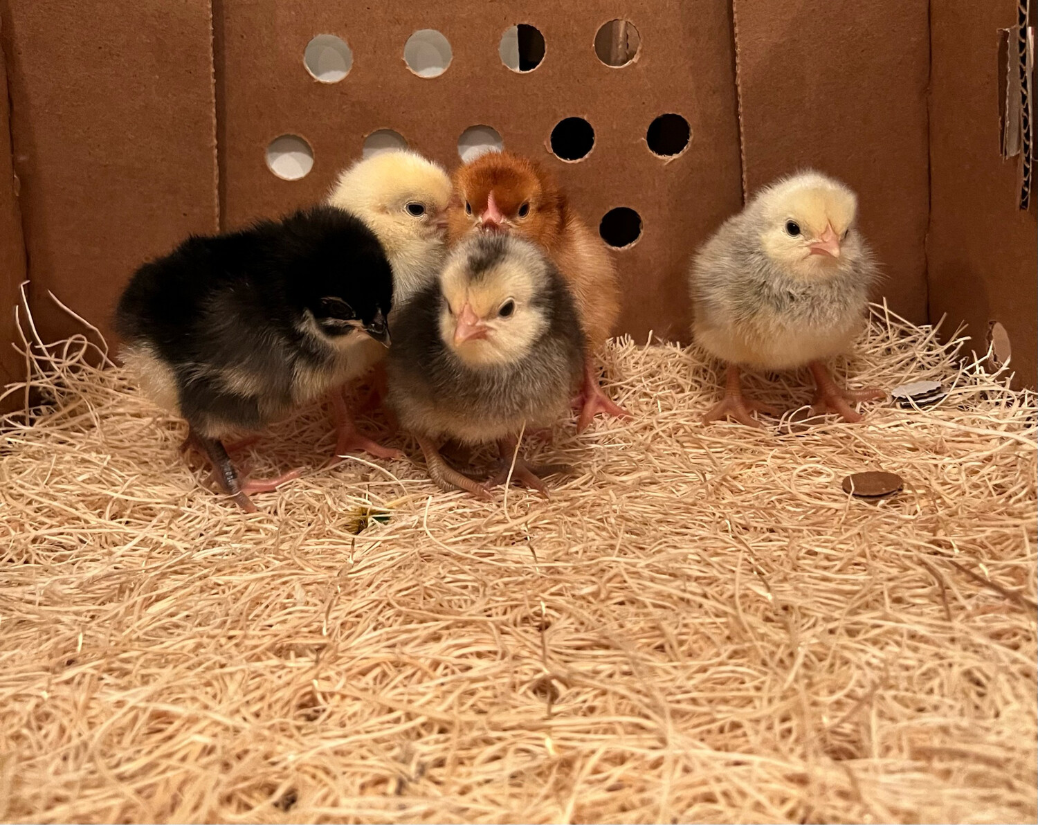 Bargain Rooster Chicks