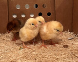 Red Broiler Chicks