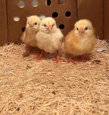 Hatchery Choice Broiler Chicks
