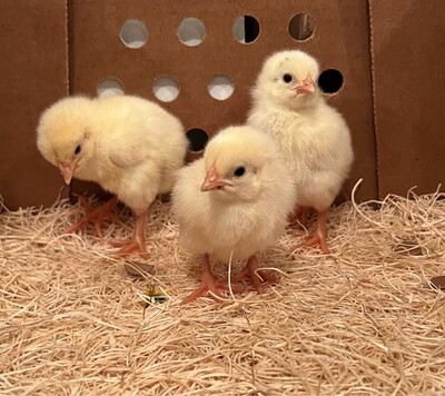 Cornish Cross Broiler Chicks