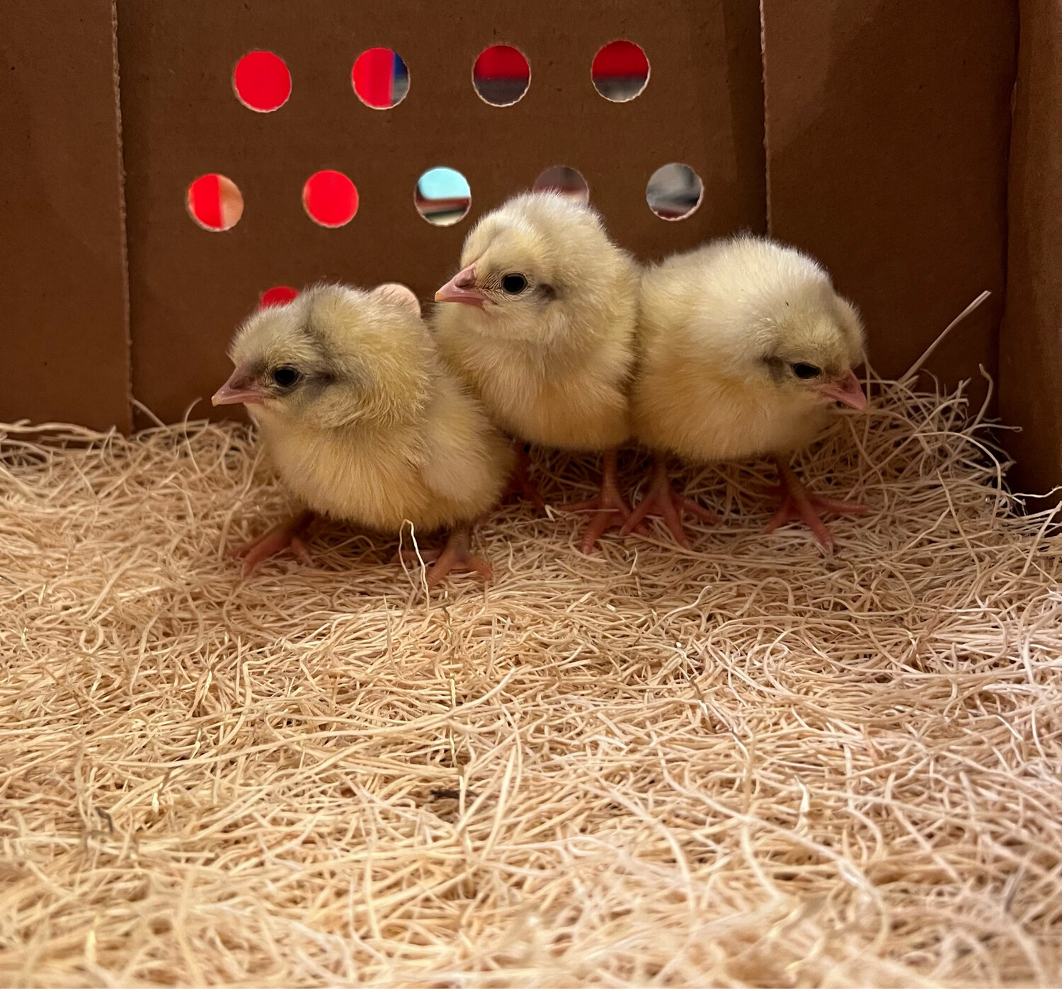 Splash Australorp Chicks