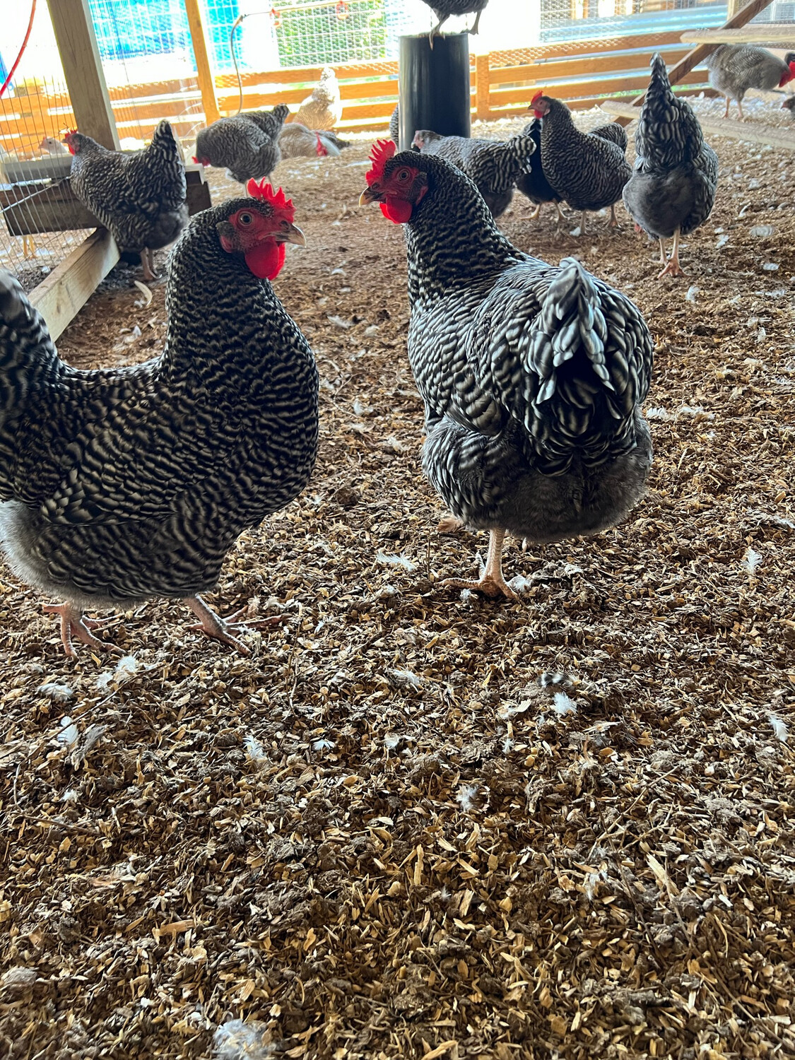 Barred Rock Chicks