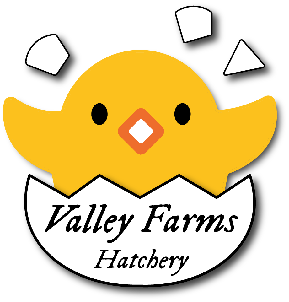 Red Marans Chicks