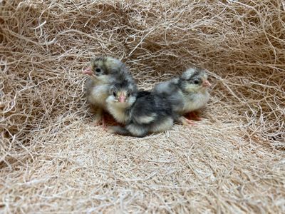 White Marans Chicks