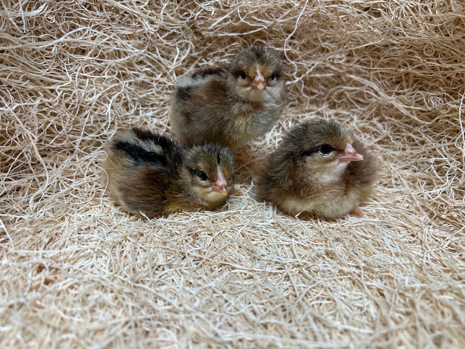 Brown Leghorn Chicks