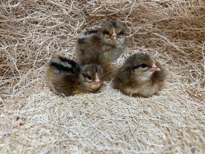 Brown Leghorn Chicks
