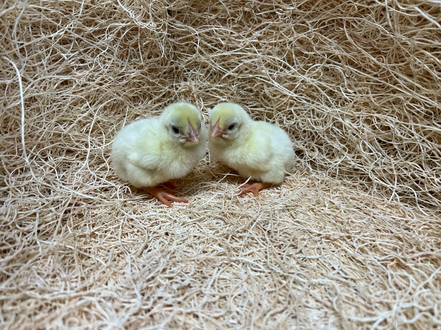 Standard White Cornish Chicks