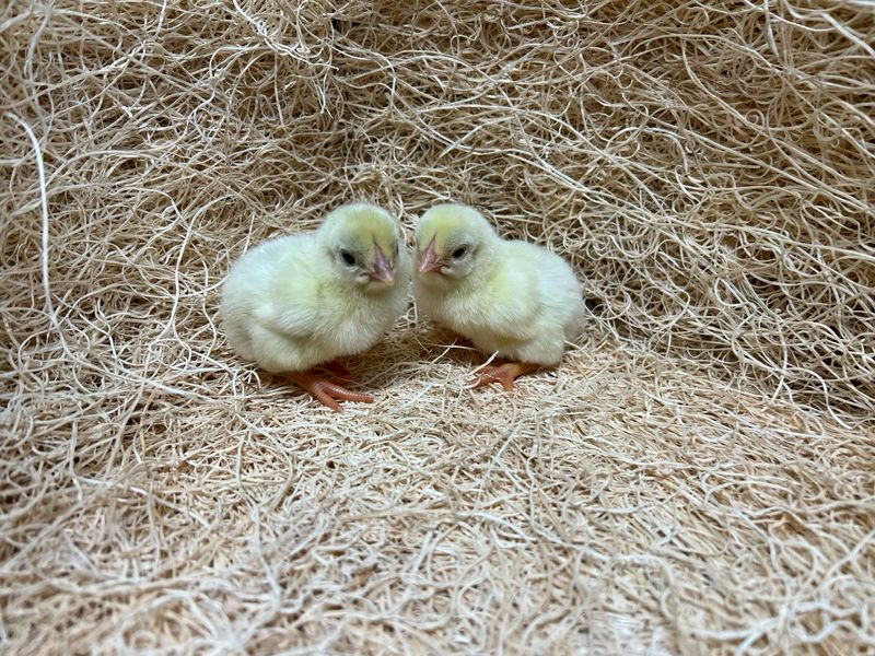 Standard White Cornish Chicks