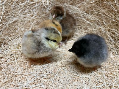Easter Egger Chicks