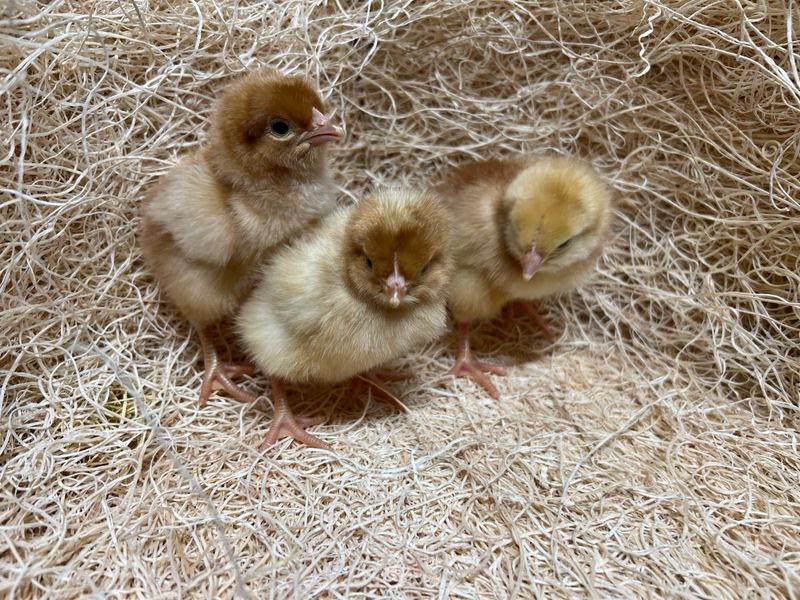 Brown Sexlink Chicks