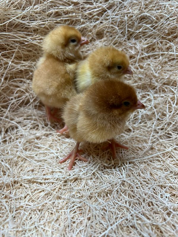 Red Broiler Chicks