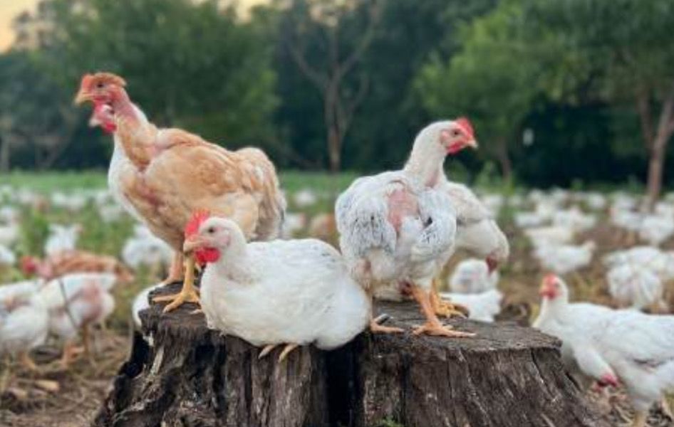 Pioneer Broiler Chicks