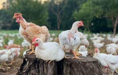 Pioneer Broiler Chicks