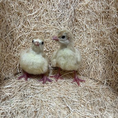 Broad Breasted White Turkey Poults